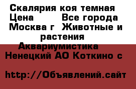 Скалярия коя темная › Цена ­ 50 - Все города, Москва г. Животные и растения » Аквариумистика   . Ненецкий АО,Коткино с.